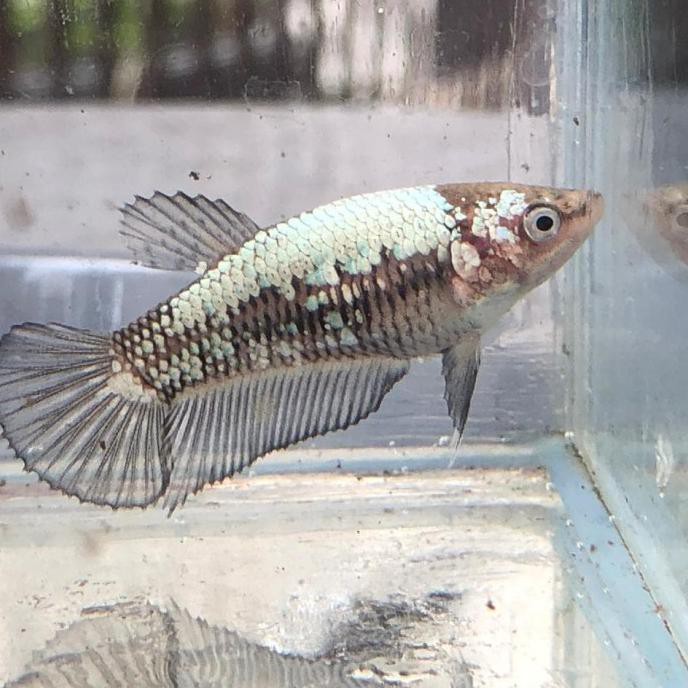 Terlaris Cupang Betina Black Samurai