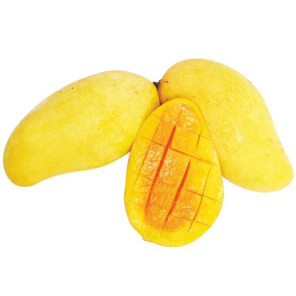 Asli Bibit Buah Mangga Chokanan. Terlaris