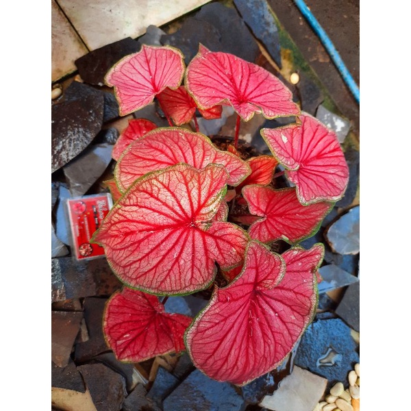 Keladi hias red jaguar merah Tanaman hias bunga keladi caladium anakan red jaguar murah bibit ya BUK