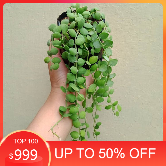 Tanaman hias dischidia numularia / tanaman hias gantung