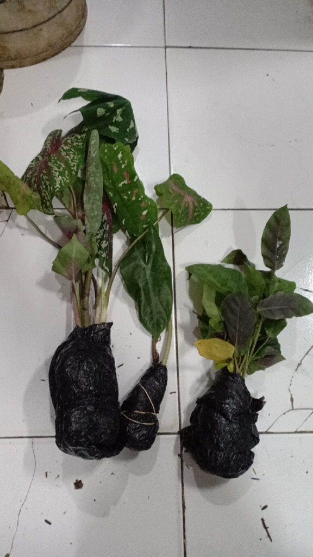 Tanaman Hias Singonium Tisu Sp