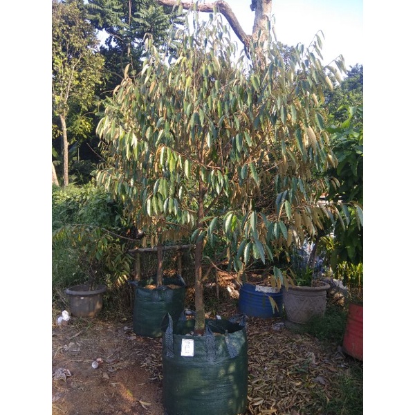 pohon durian sudah berbunga dan ada juga  siap berbuah dlm waktu 1 tahun jenis. bawor.musangking.dll