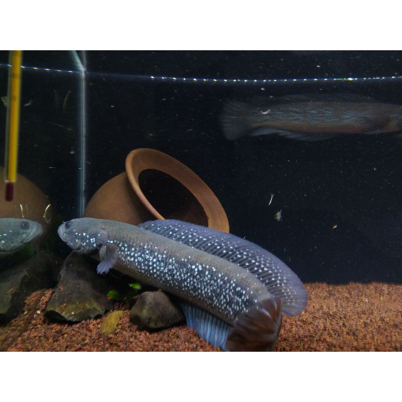 Channa asiatica WS pure dot sampe pipi uk 7-8cm