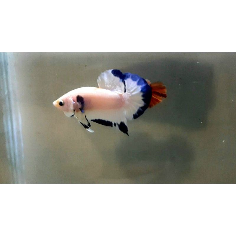 

Bluerim Top Grade Butterfly