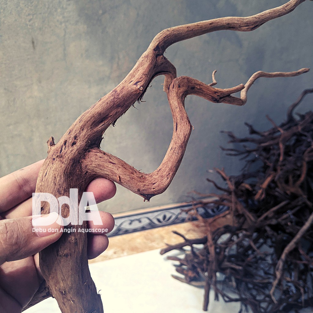 Kayu Rasamala / Kayu Aquascape / Debu dan Angin Aquascape