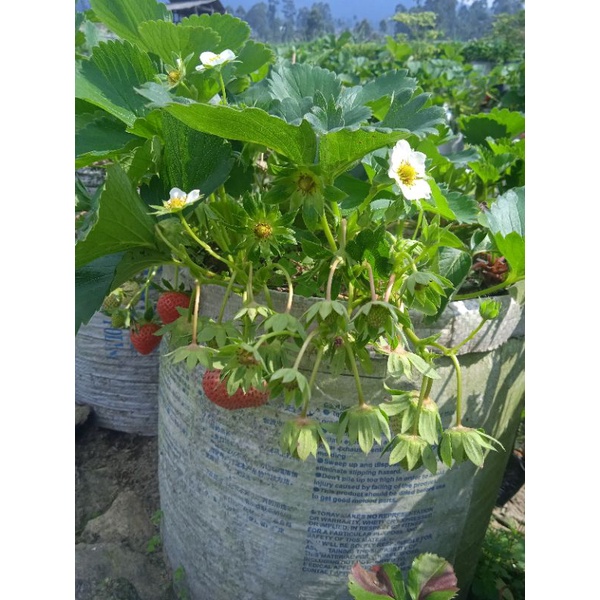 Bibit strawberry korea seolhyang