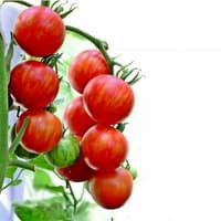 Benih Bibit Biji - Tomato Tigerella / Tomat Macan Belang Seeds