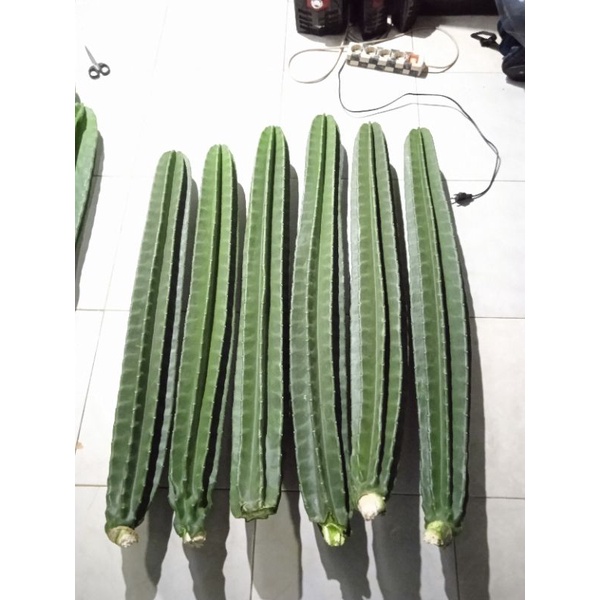 kaktus koboi besar kaktus koboi kaktus koboi (90- 99),(100-109cm) kaktus koboi tanpa duri