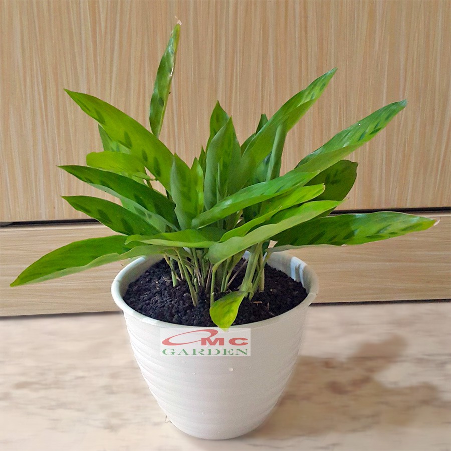 Calathea Leopardina Meranti Bambu Kalathea Kalatea Doa Meranti Daun Bambu Tanaman Hias CLT-L-2030