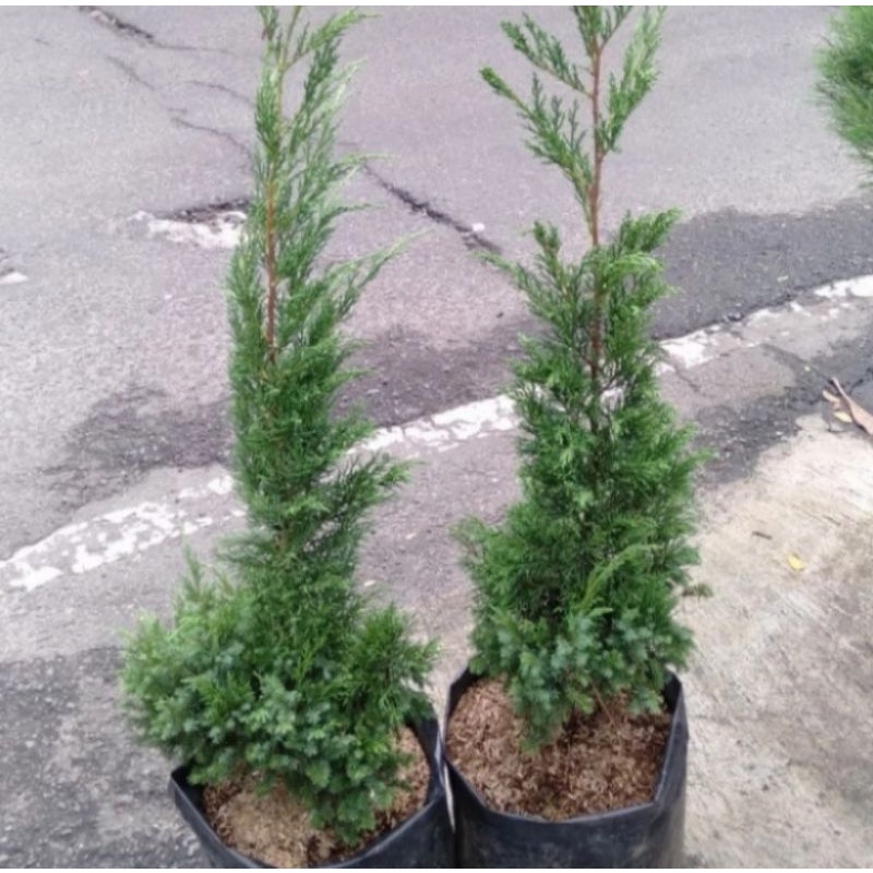 Pohon Cemara Lilin / Cemara Natal Tanaman Hias Bibit Pohon Cemara Lilin