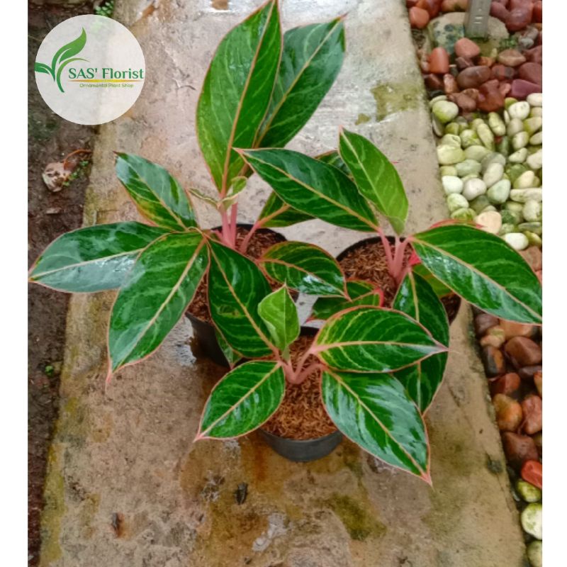 Aglonema lipstik Zebra