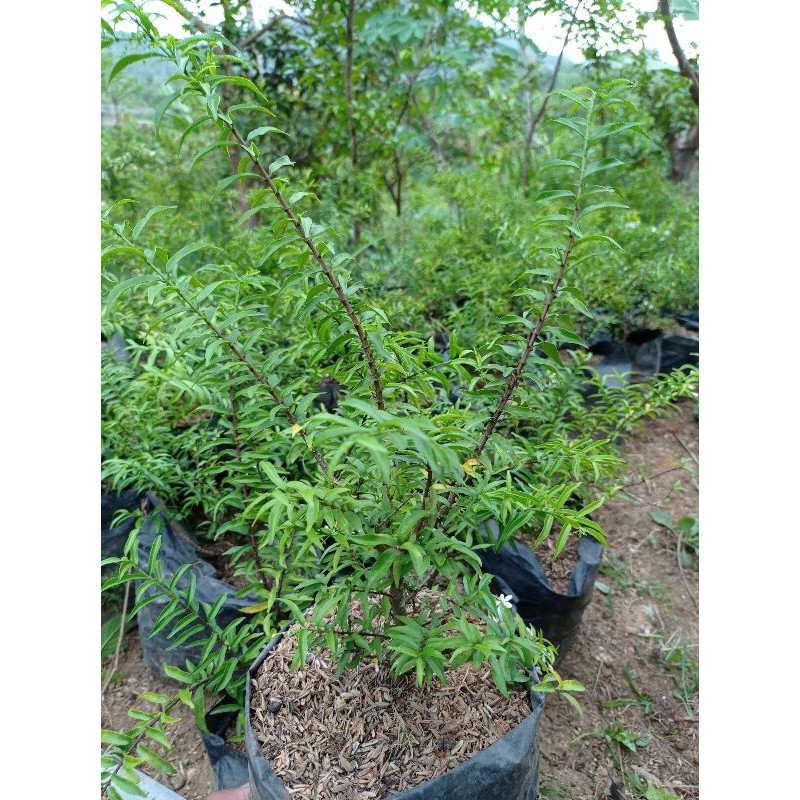 Anting Putri Mikro Vietnam