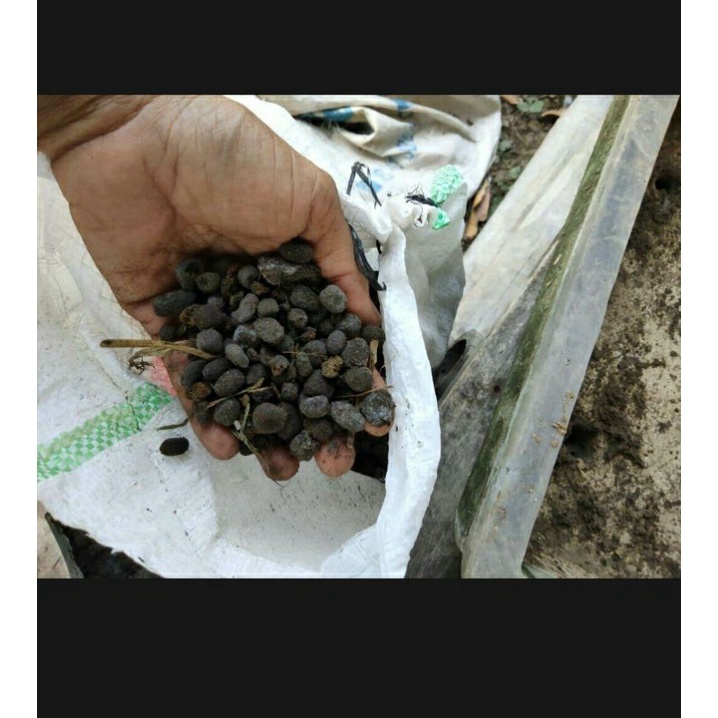 

kohek kambing fermintasi