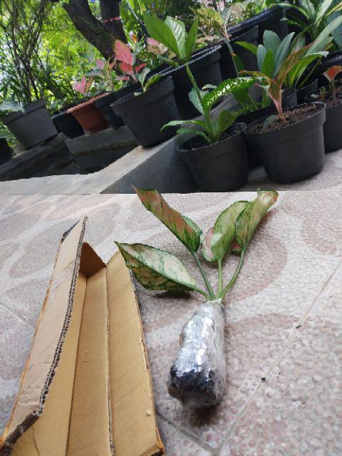 Tanaman Hias Agloenema Heng Heng