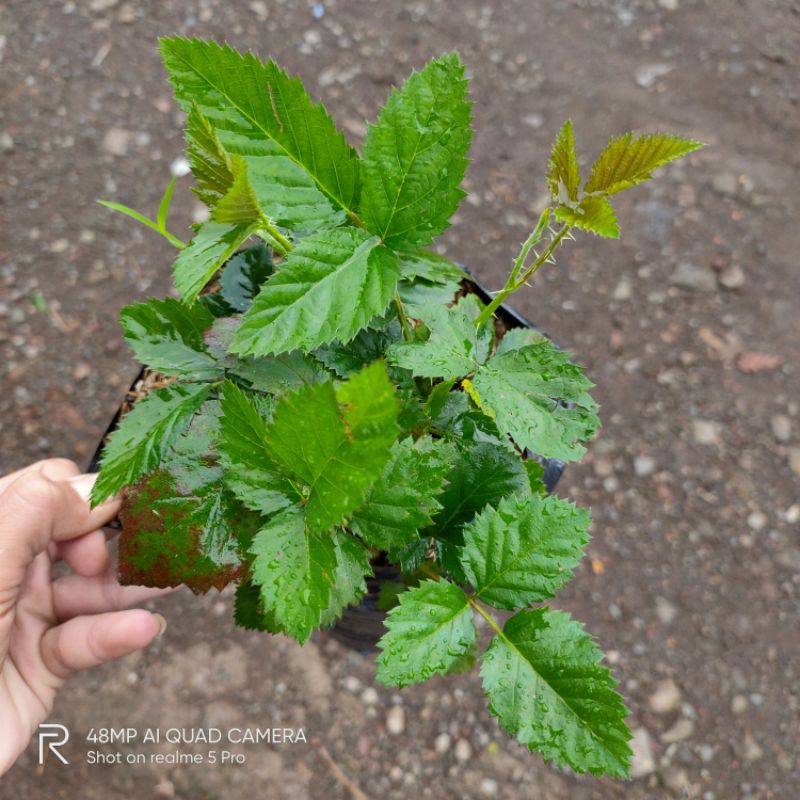 Bibit tanaman buah blackberry/pohon blackberry