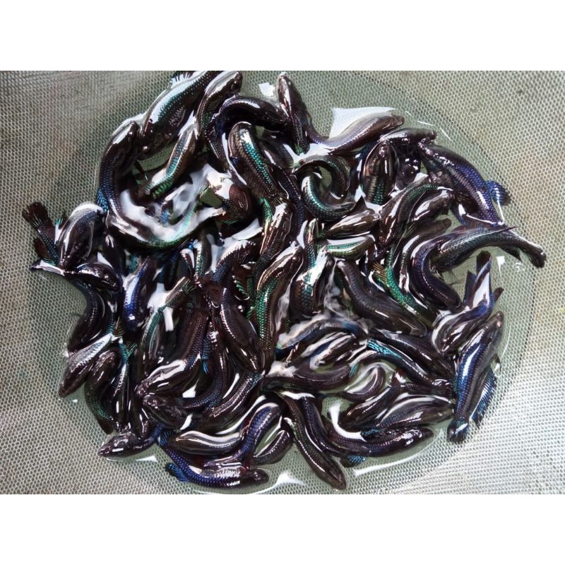 cupang jenis bagan hitam betina+ bonus