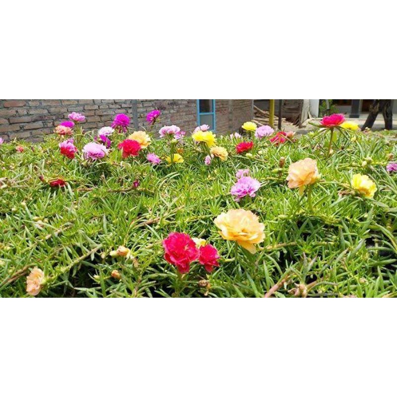 Benih Bunga Hias Mossrose Krokot Sutra Bombay Portulaca