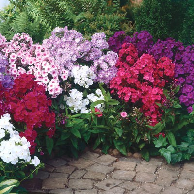 Benih-Bibit Bunga Phlox Annual Mix (Haira Seed)