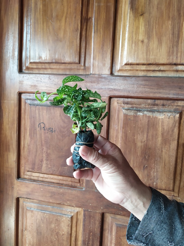 Tanaman Hias Daun Hypoestes Polkadot ~ Tanaman Hipotes Satuan Bebas Pilih Warna