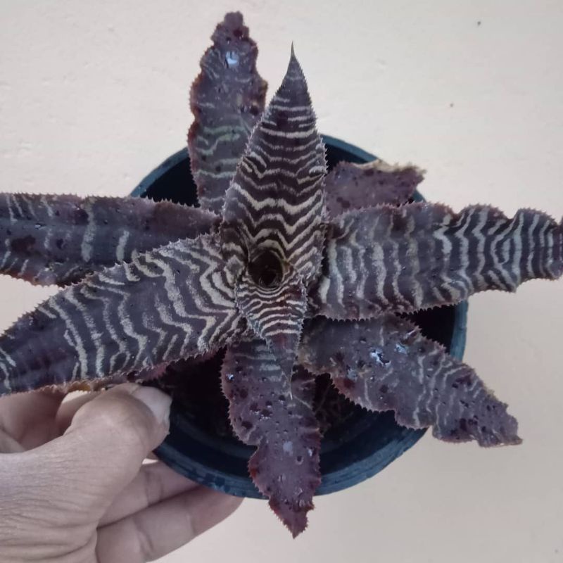 Bisa COD Tanaman bromelia tokek - tanaman hias - bromelia  tokek