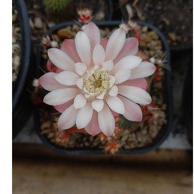 kaktus seed / biji kaktus gymno star fire ori no mix (seed/biji/benih kaktus gymno starfire)