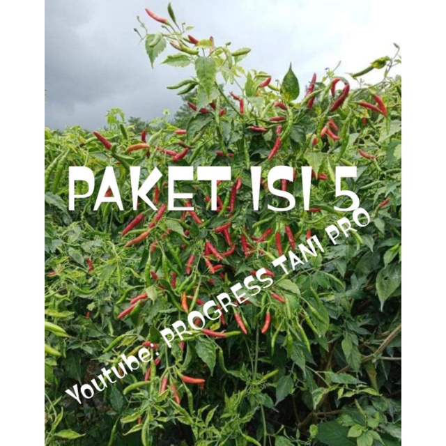 bibit cabe rawit Padang (cabe setan sangat pedas) hijau isi 5 bks/ 50 Gram