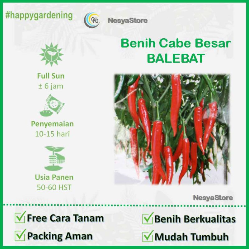 5 Benih Cabai Cabe Besar Merah Lebat - Benih Cabai Benih Cabe