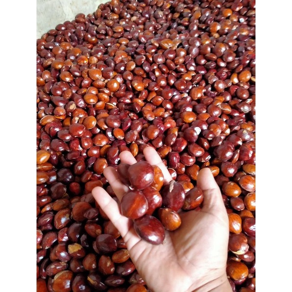

jengkol tua berat 500gram