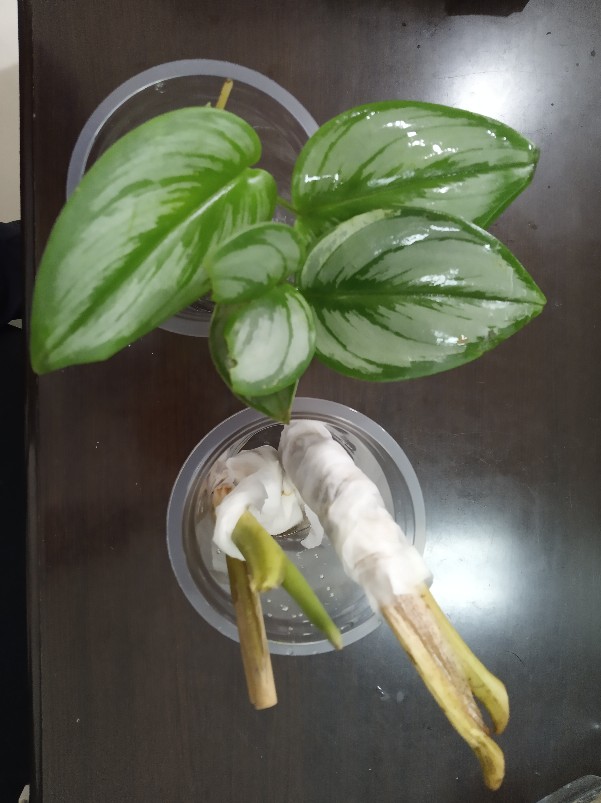 Bonggolan Alocasia Rigina