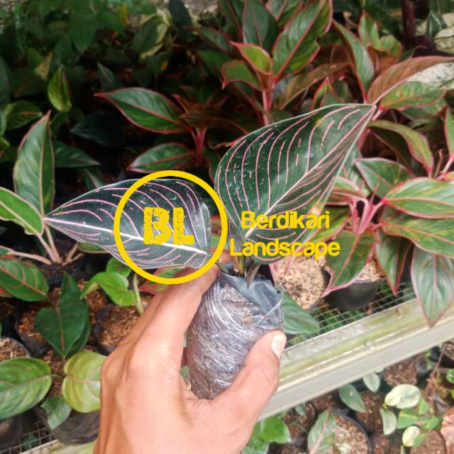 Aglaonema Rotundum aceh pohon aglaonema rotundum aceh aglonema rotundum aceh