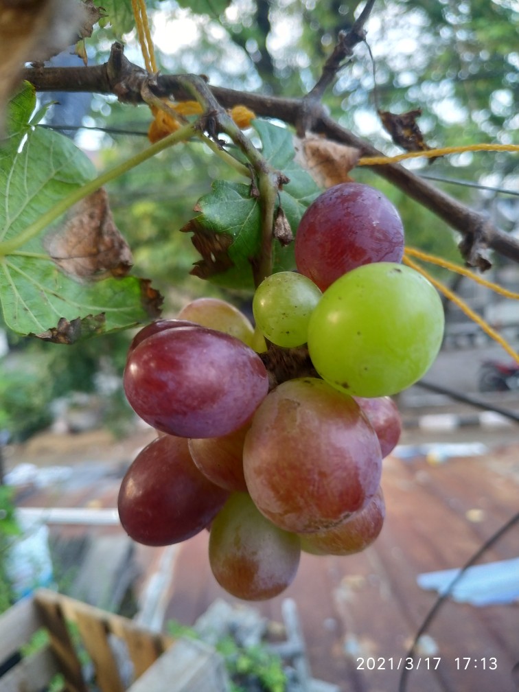 Pisau Set Paket Murah Banget Dapat 7 Pcs - Perlengkapan Dapur | Kode Barang Ara 1