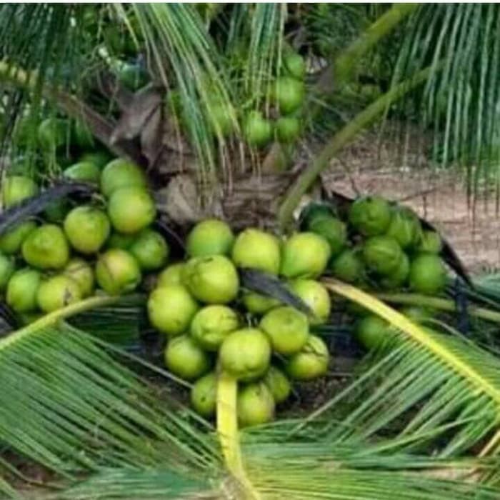 KELAPA PANDAN WANGI