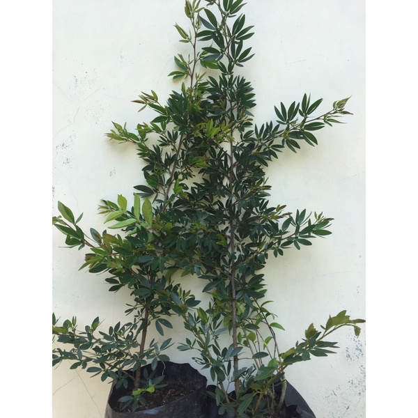 bibit / bahan bonsai kaliandra surinamensis