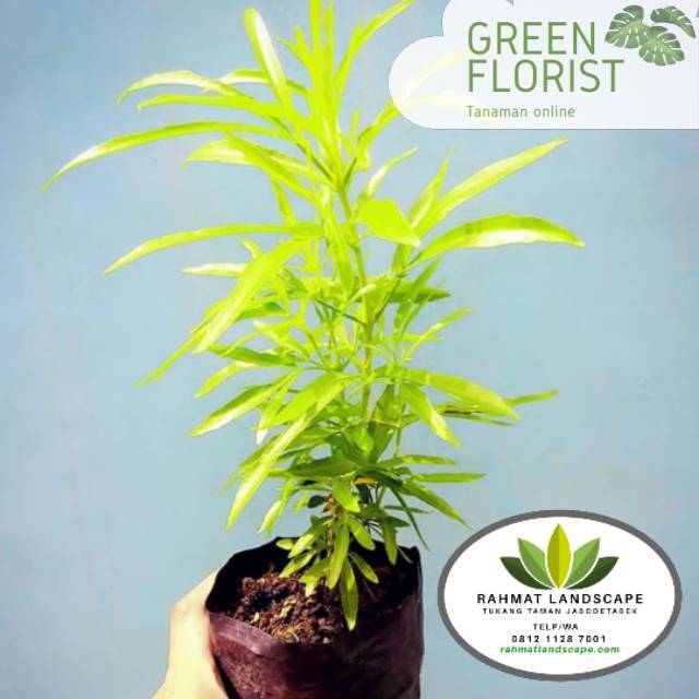 Pohon zodia / tanaman pengusir nyamuk / tanaman zodia / tanaman anti nyamuk / tanaman hias zodia