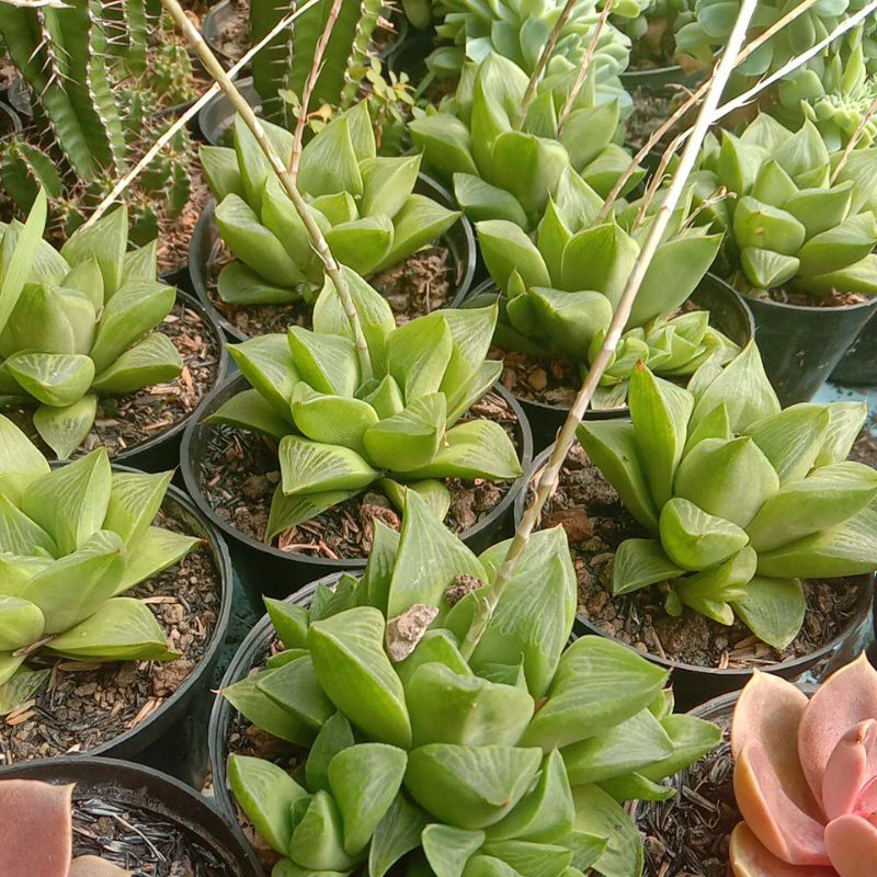 Sekulen haworthia retusa medium