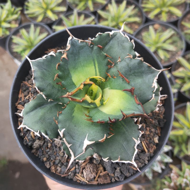 agave titanota solar eclispse