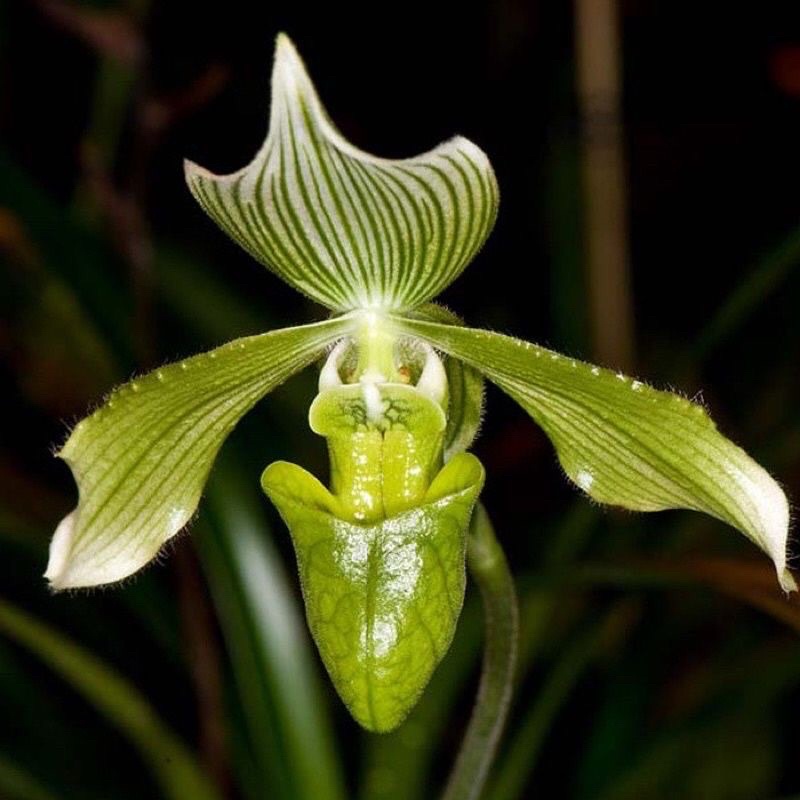 Anggrek Kasut Hijau (Paphiopedilum javanicum)