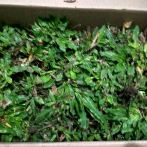 DIARY PETANI - 1 Sobekan Rumput Gajah Mini Siap Tanam