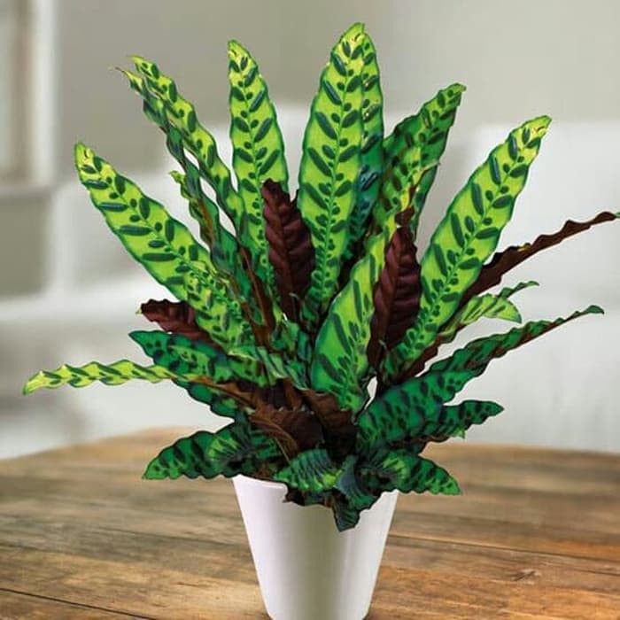 Tanaman hias indoor Maranta ekor ayam calathea Tanaman hias indoor Maranta ekor ayam calathea