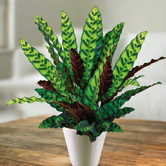 Tanaman hias indoor Maranta ekor  ayam  calathea  