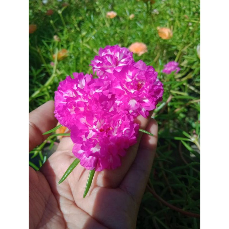 krokot cantik id irin