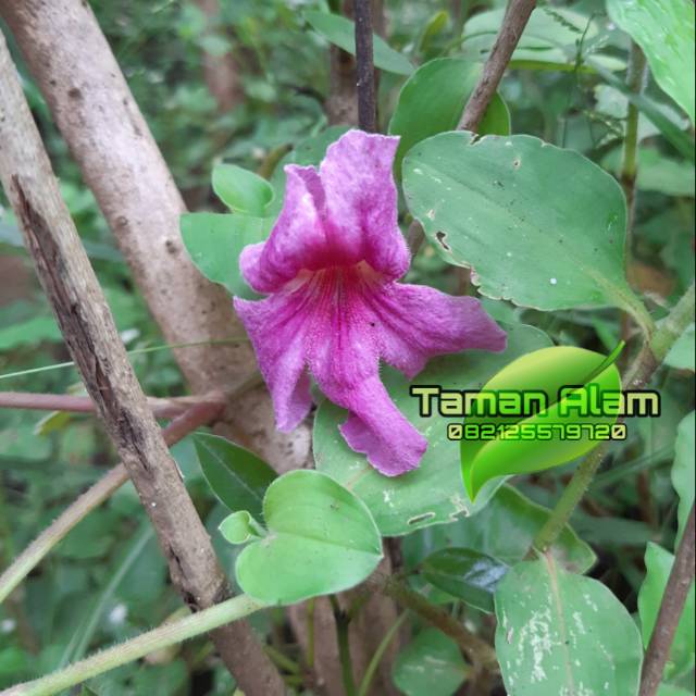 Tanaman hias tabebuya merah magenta - tabebuya langka magenta