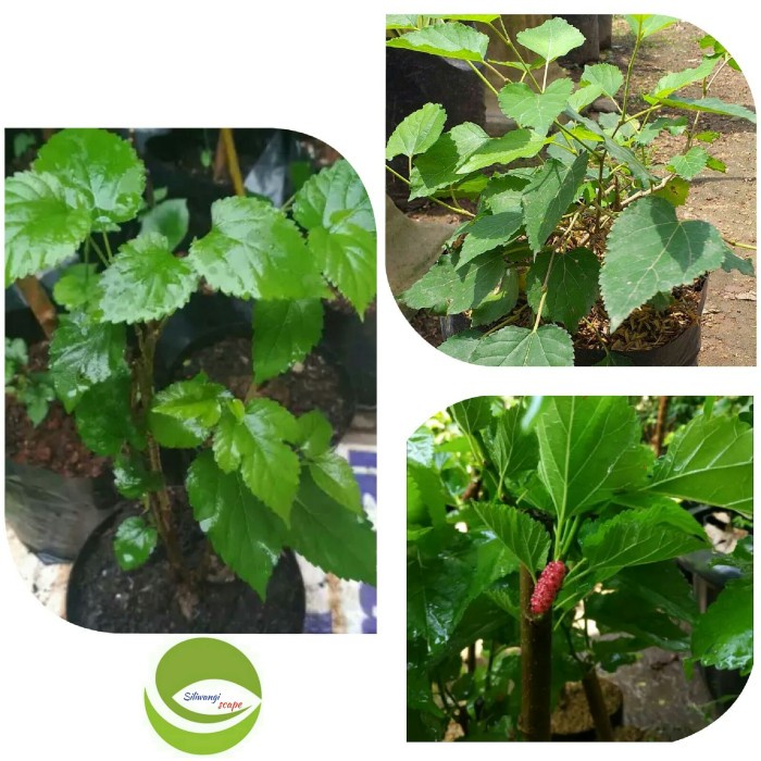 Bibit Buah Mulberry/Pohon Buah mulberry/Murbey