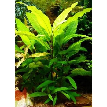 Hygrophila Stricta - Tanaman Aquascape Pemula tanpa co2 Tumbuhan Air Hidup Hiasan Dekorasi Pohon Aquarium