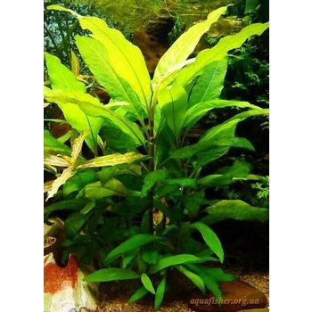 Hygrophila Stricta - Tanaman Aquascape Pemula tanpa co2 - Sangat Mudah ( Super Easy )