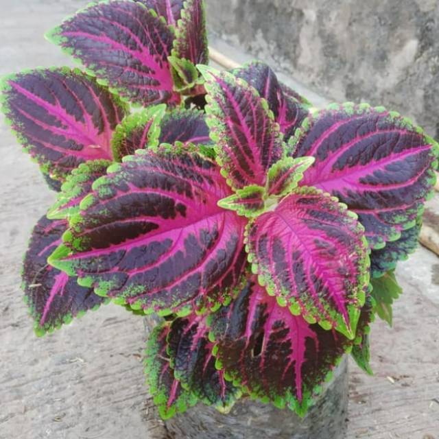 Tanaman hias miyana /kembang miyana