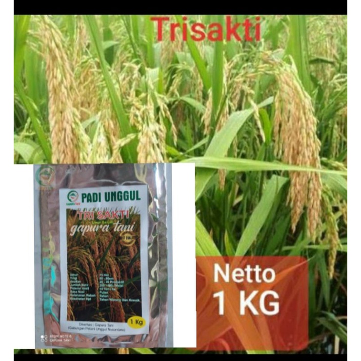 Benih padi super genjah TRISAKTI 1kg