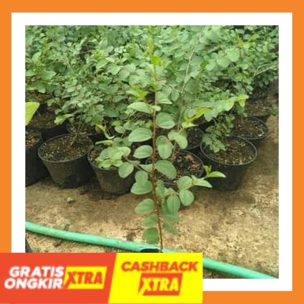TERBARU BEST SELLER - Tanaman Herbal Bidara Cina