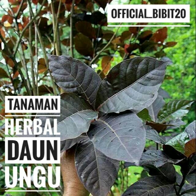 Tanaman Daun Ungu || Tanaman Herbal Daun Ungu