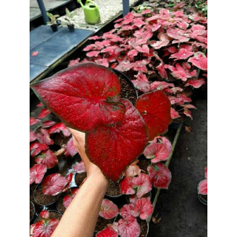 Caladium Red Stardust (UMBI